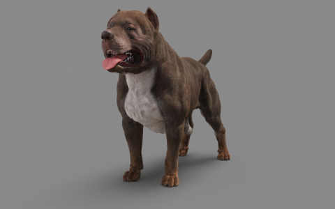 american pit bull terrier game hardware