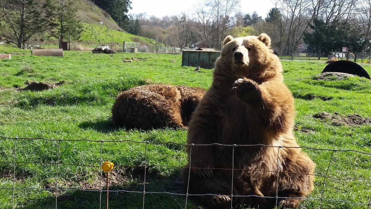 olympic game farm reviews
