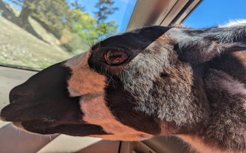 olympic game farm reviews