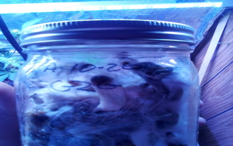 Make Your Own Dreamthrall Elder Bear With This Avowed Mushroom-Growing Kit